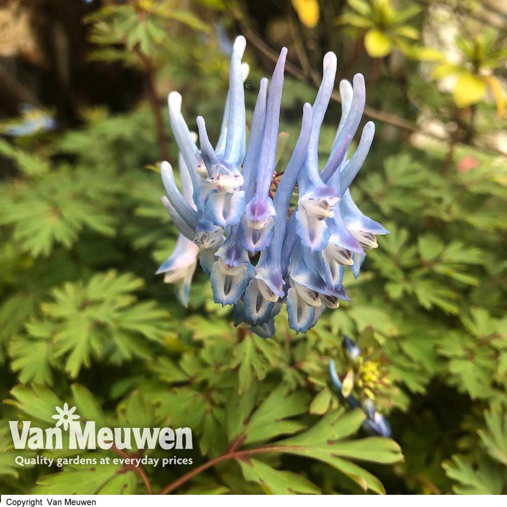 Corydalis flexuosa 'Purple Leaf'