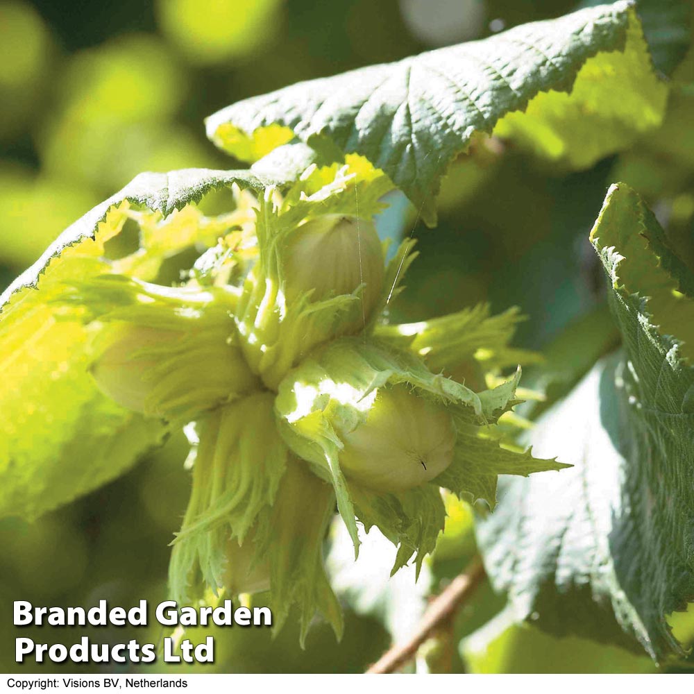 Corylus maxima 'Kentish Cob'