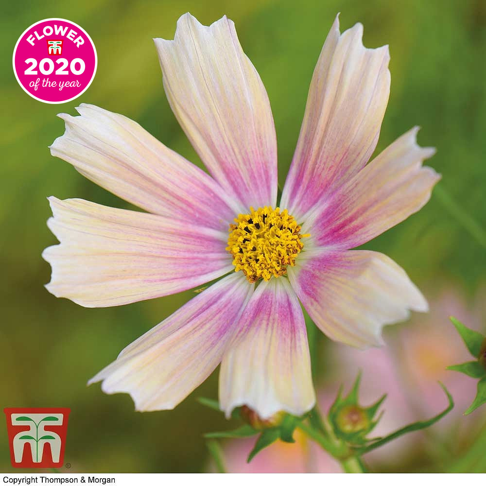 Cosmos bipinnatus 'Apricot Lemonade'