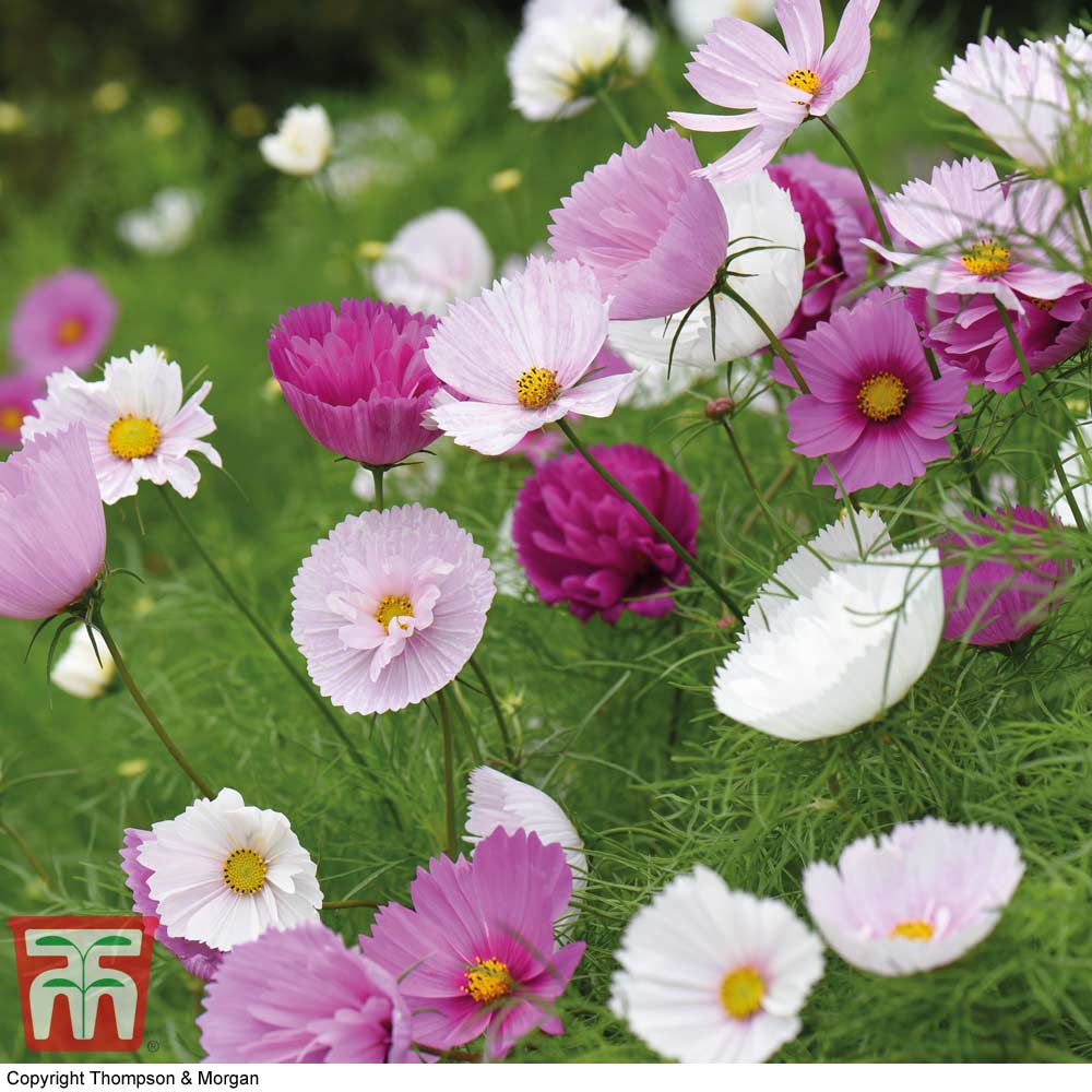 Cosmos bipinnatus 'Cupcakes and Saucers'