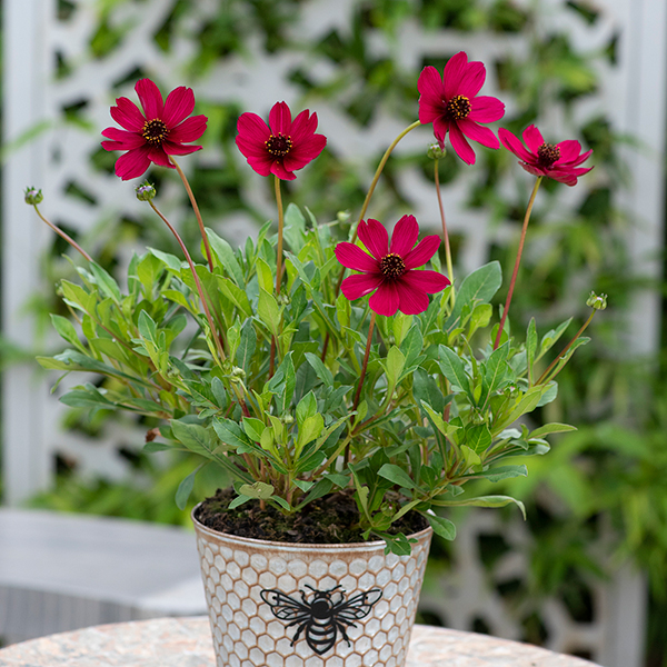 Cosmos atrosanguineus 'Cherry Chocolate' (PBR)