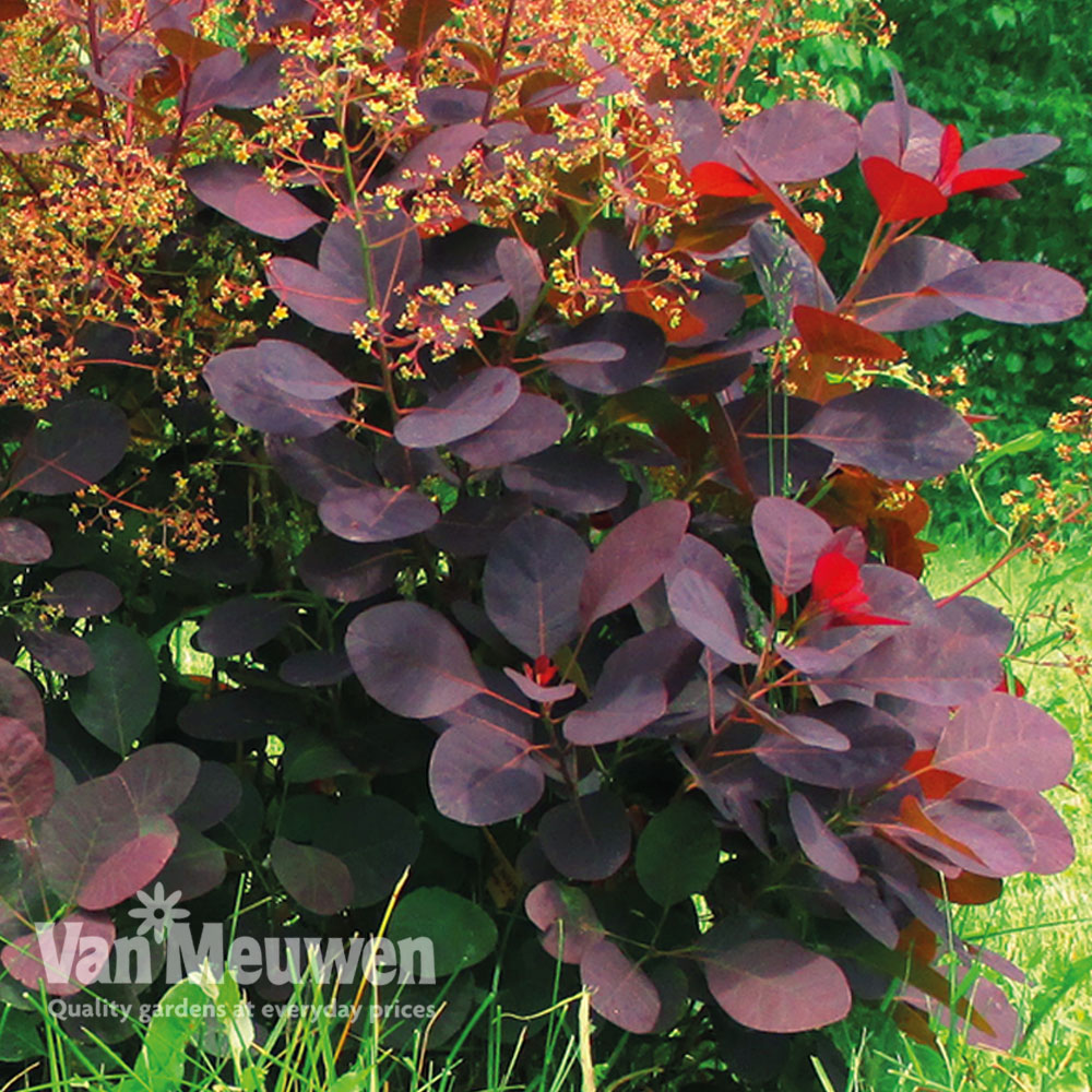 Cotinus coggygria 'Royal Purple'