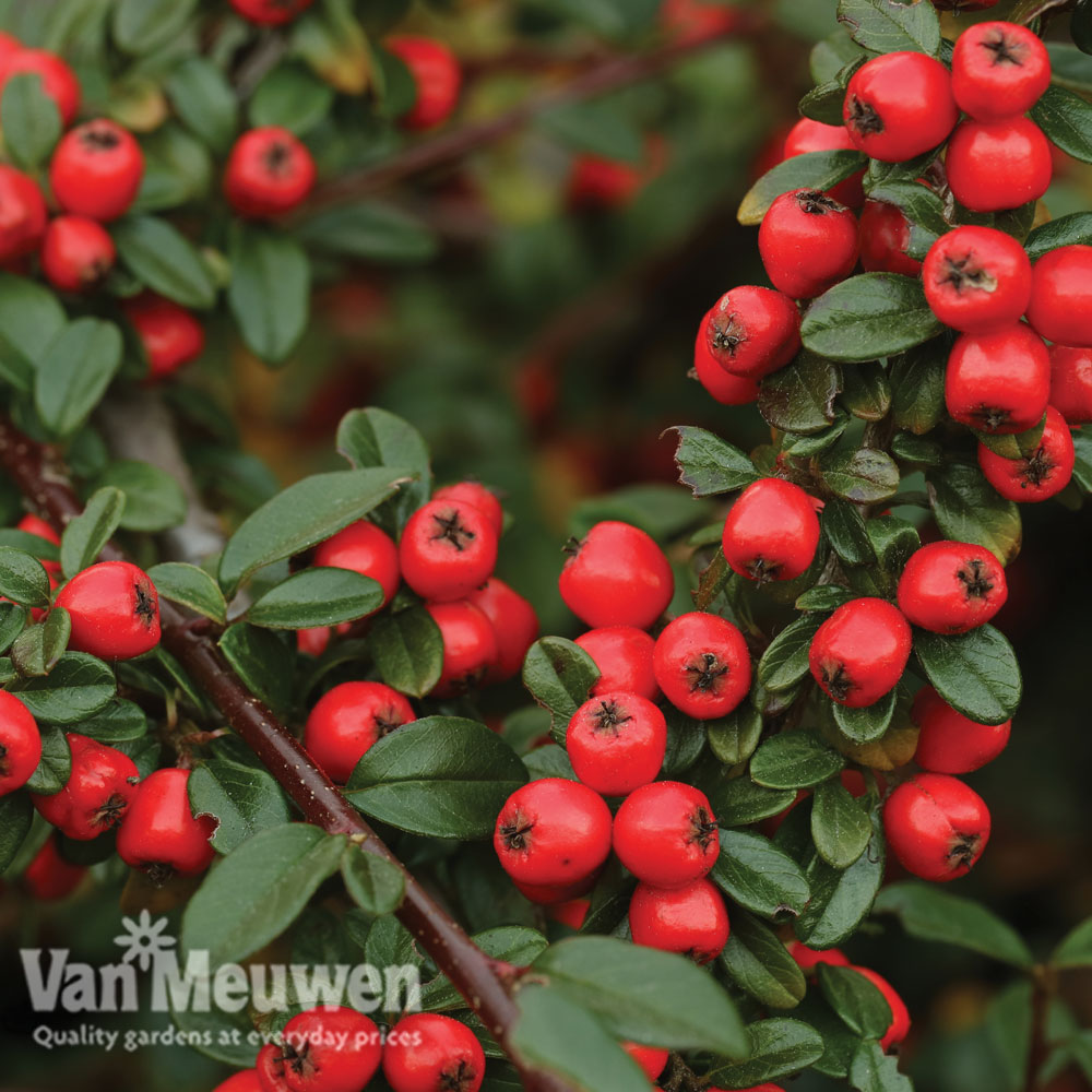 Cotoneaster suecicus 'Coral Beauty'