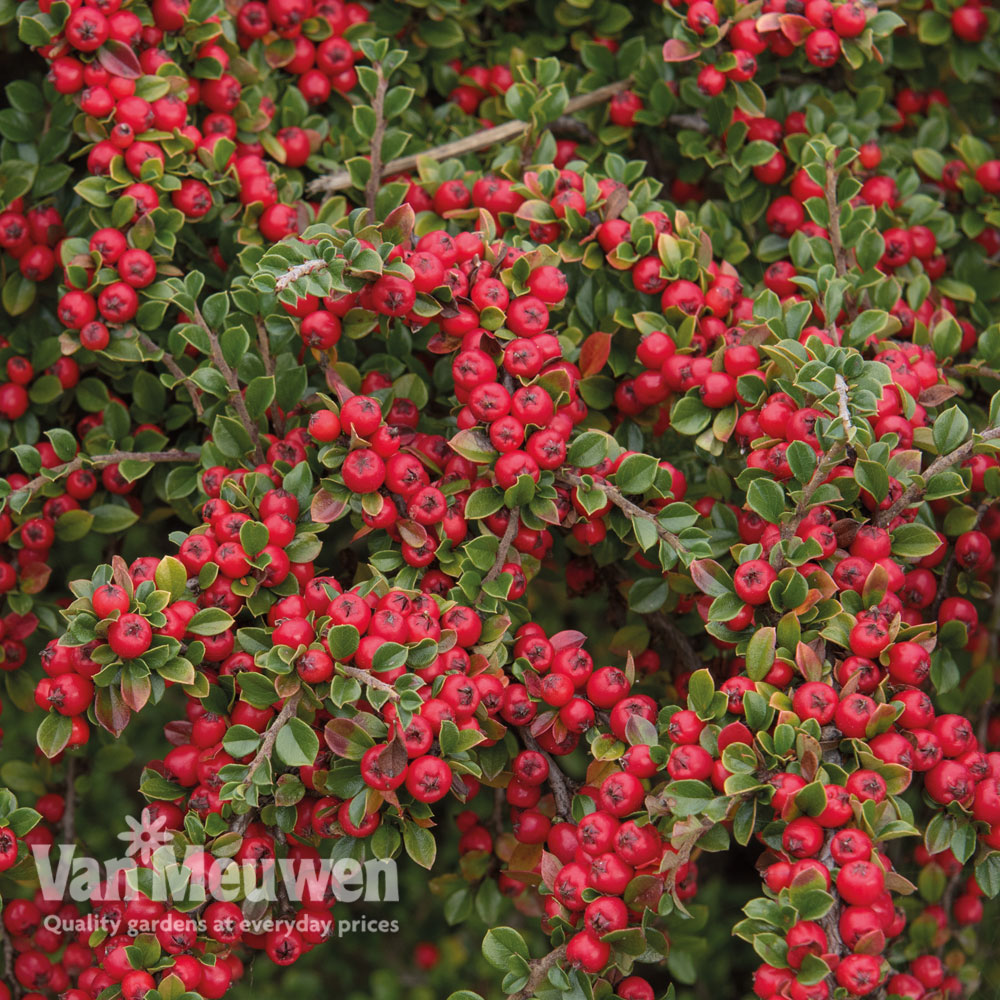 Cotoneaster horizontalis