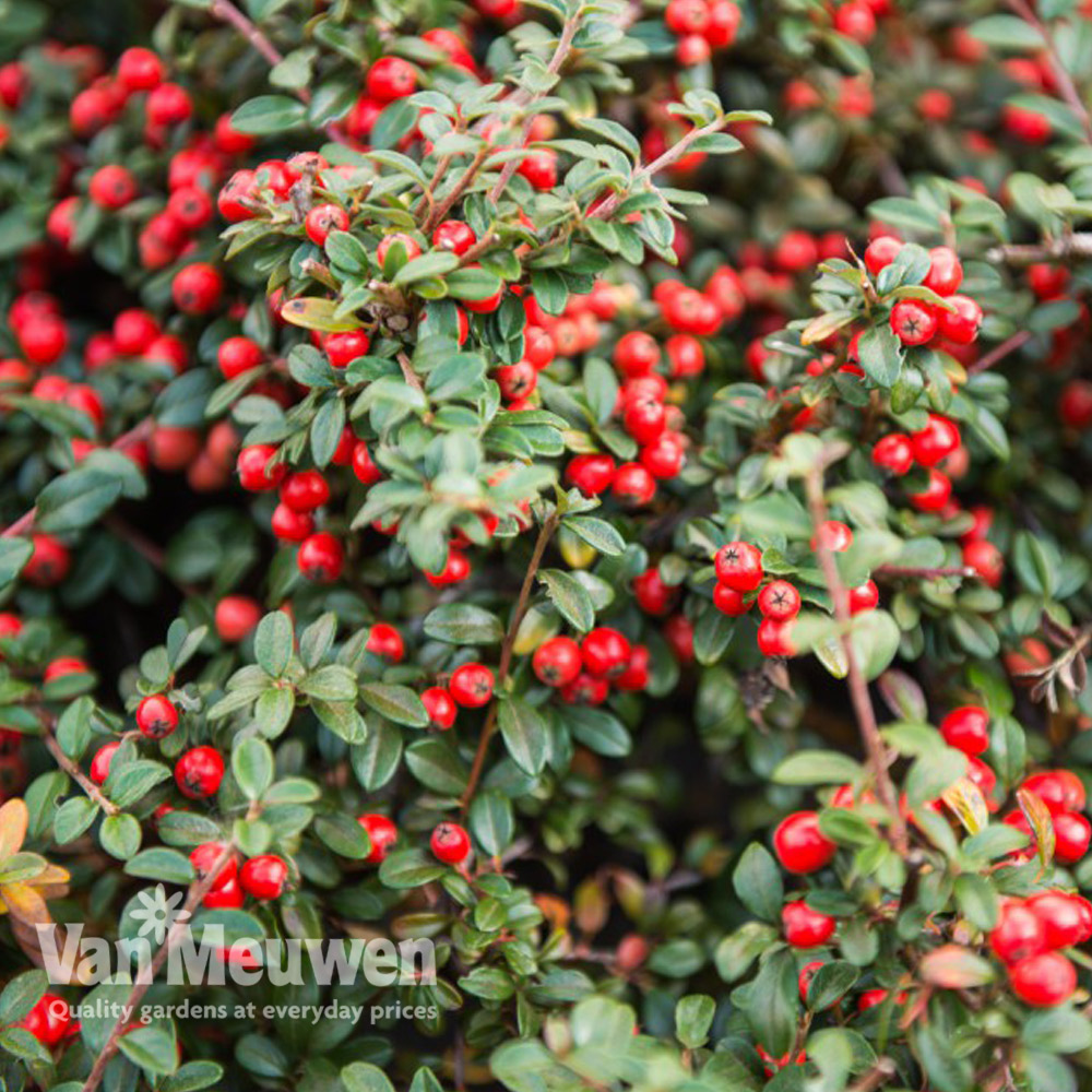 Cotoneaster dammeri