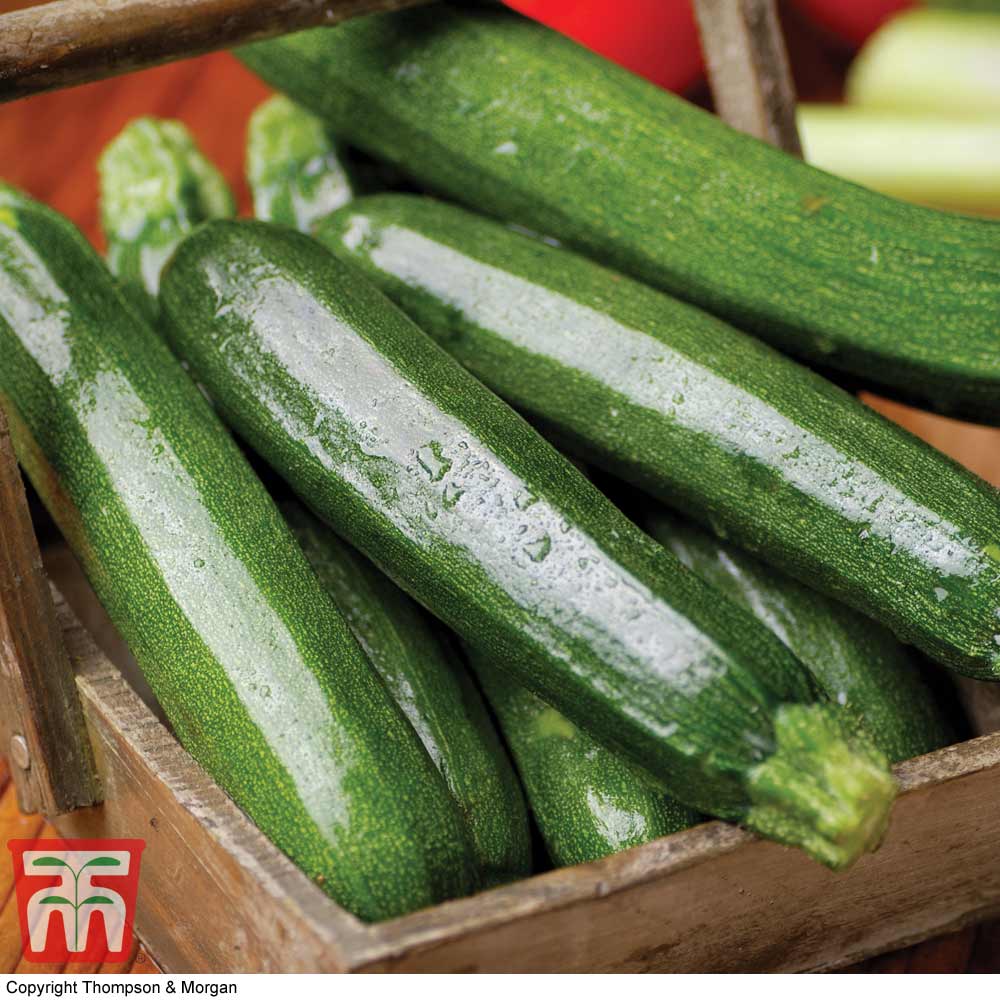 Courgette 'All Green Bush'