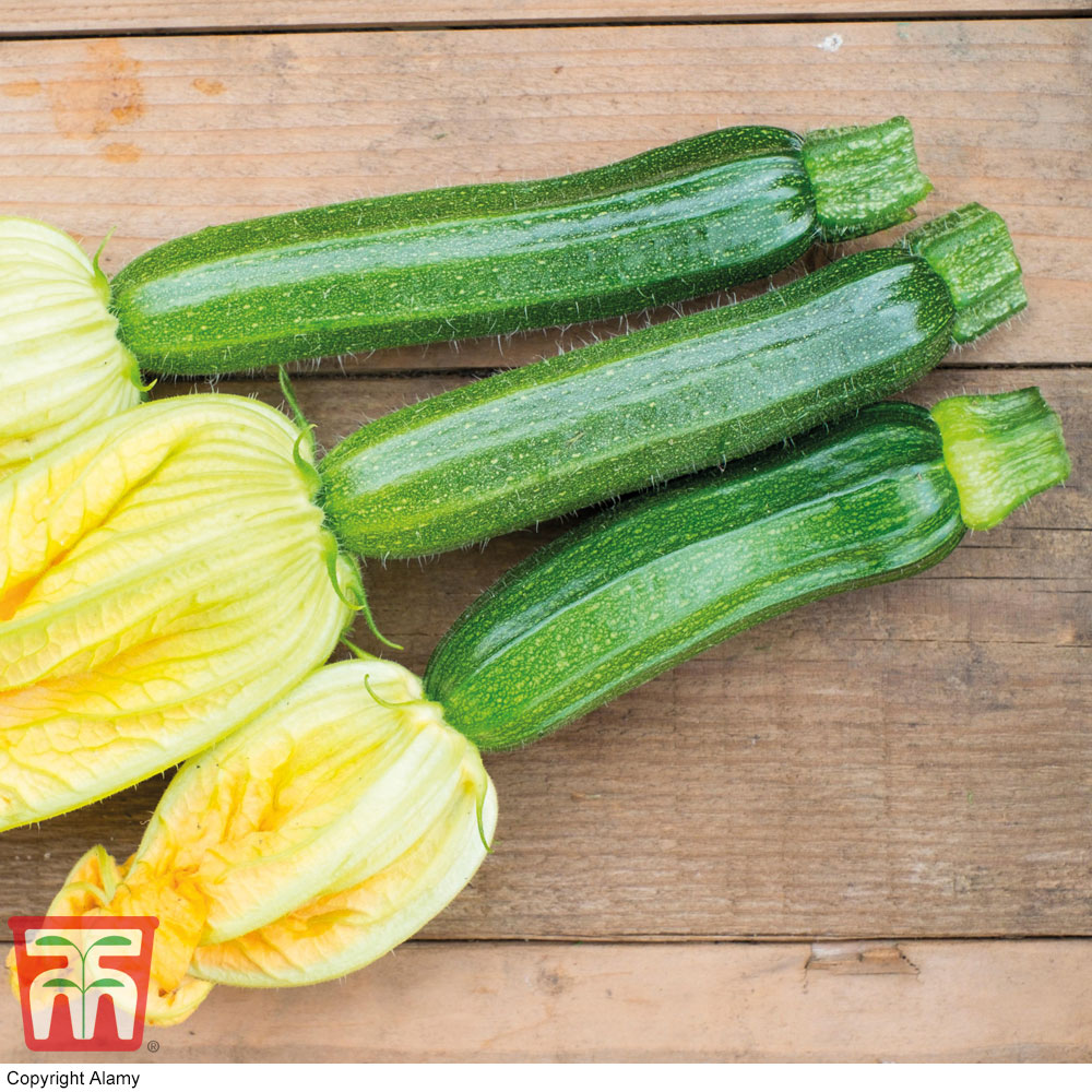 Courgette 'Defender' F1 Hybrid