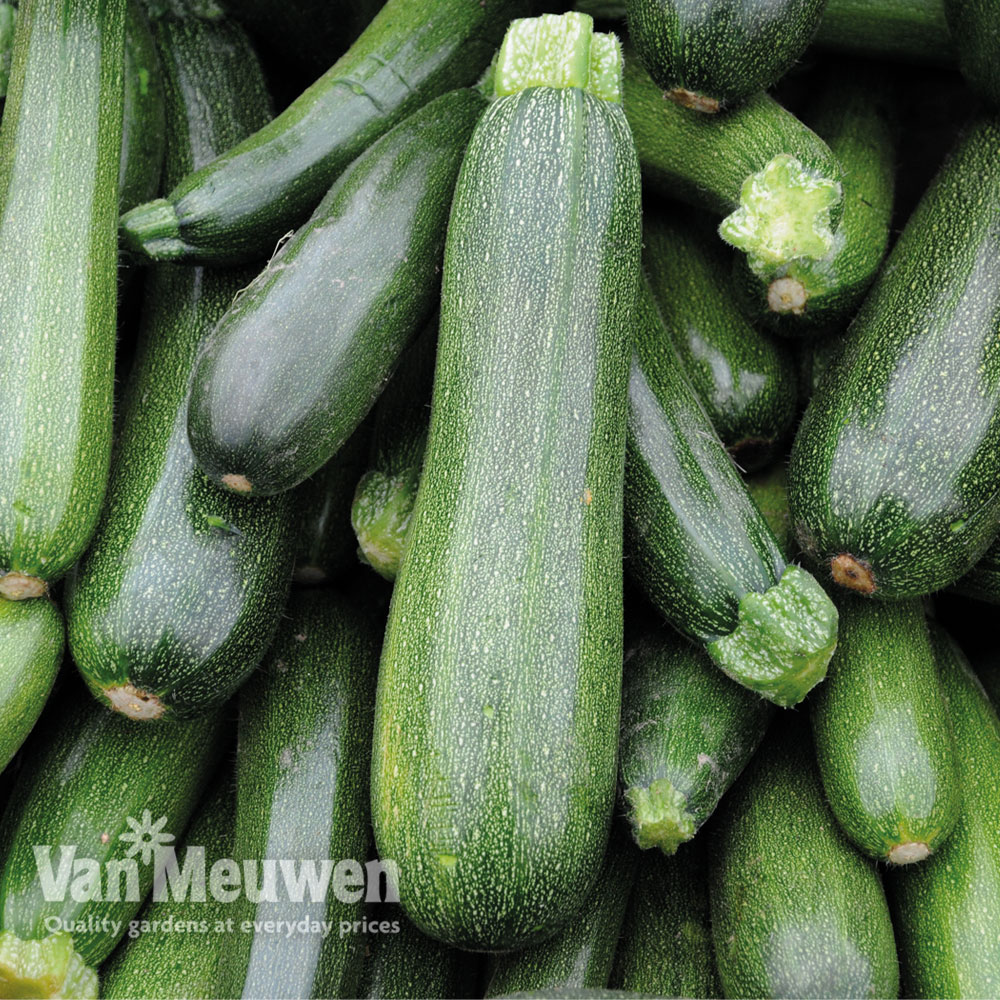 Courgette 'El Greco'