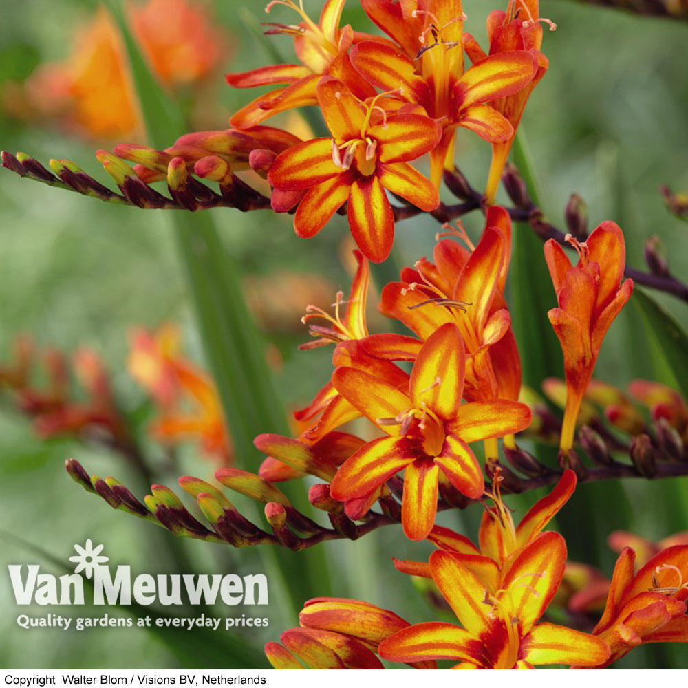 Crocosmia 'Firestarter' (Firestars Series)