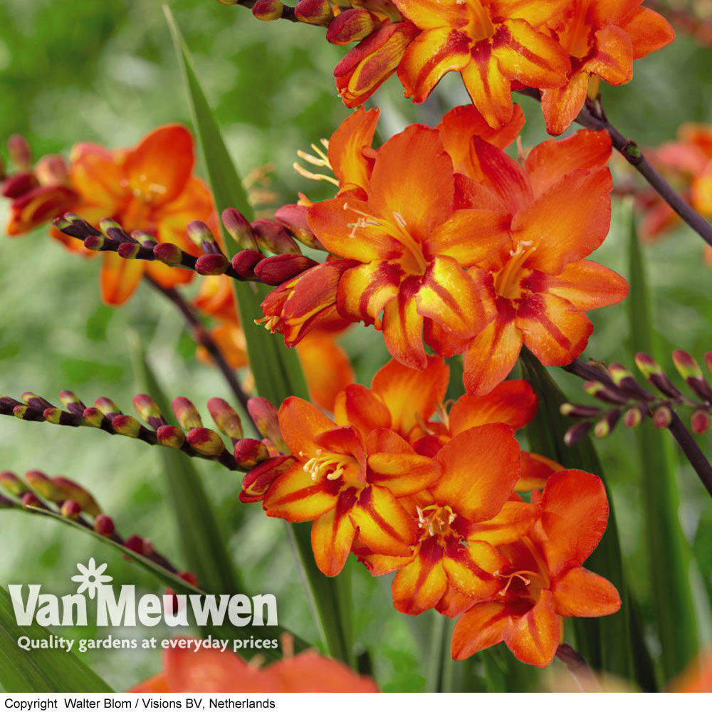 Crocosmia 'Scorchio' (Firestars Series)