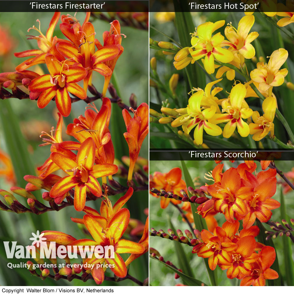 Crocosmia 'Firestars Collection'