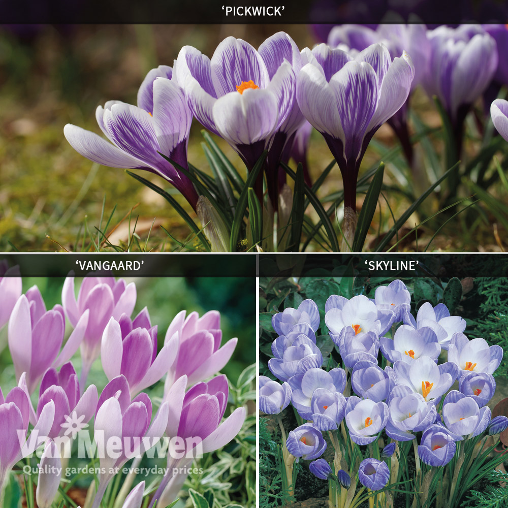 Crocus 'Bicolour Collection'