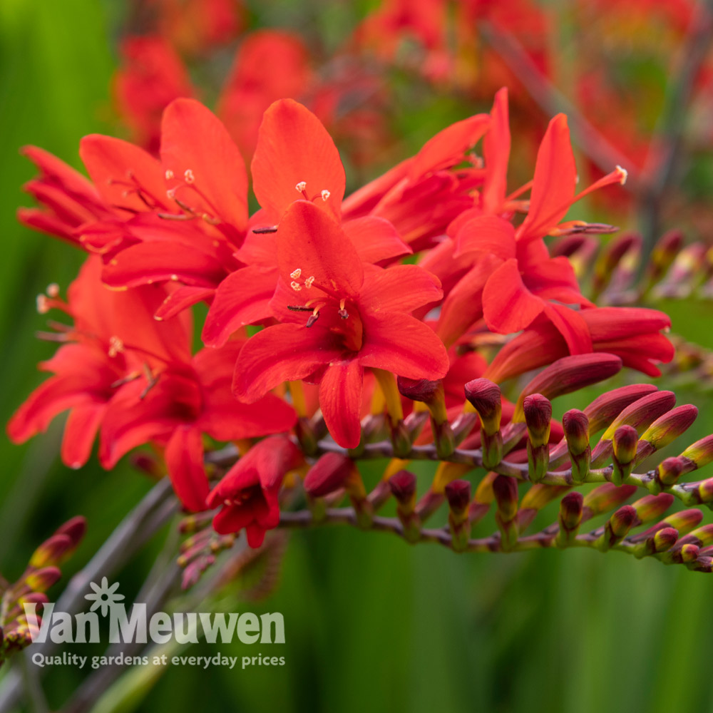 Crocosmia 'Lucifer'