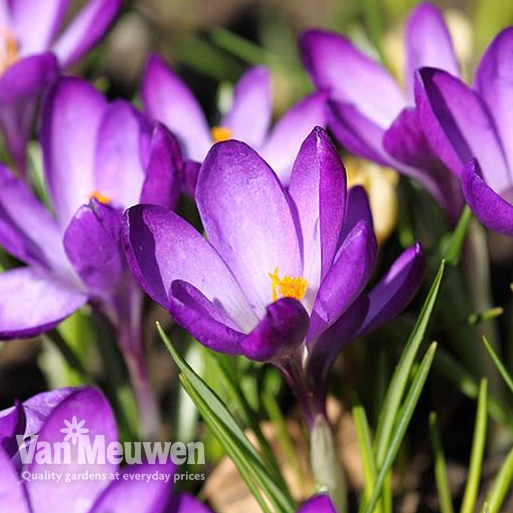 Crocus 'Ruby Giant'