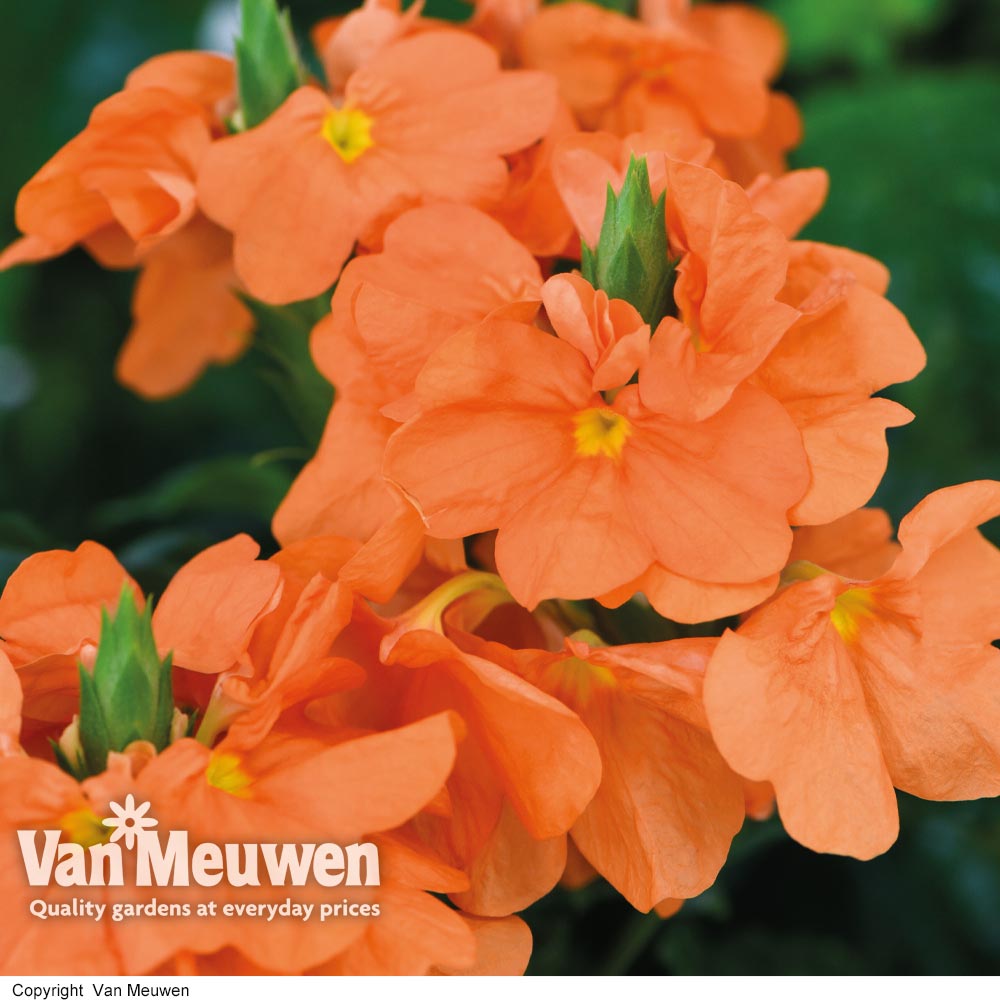 Crossandra 'Fortuna'