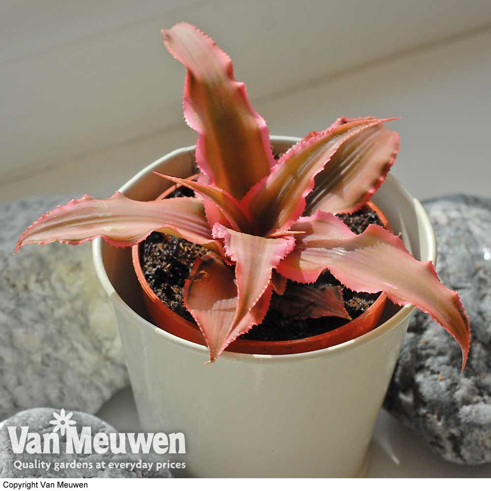 Cryptanthus bivittatus 'Pink Starlight' (House Plant)