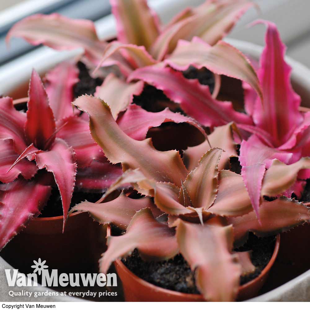 Nurseryman's Choice Cryptanthus (House Plant)