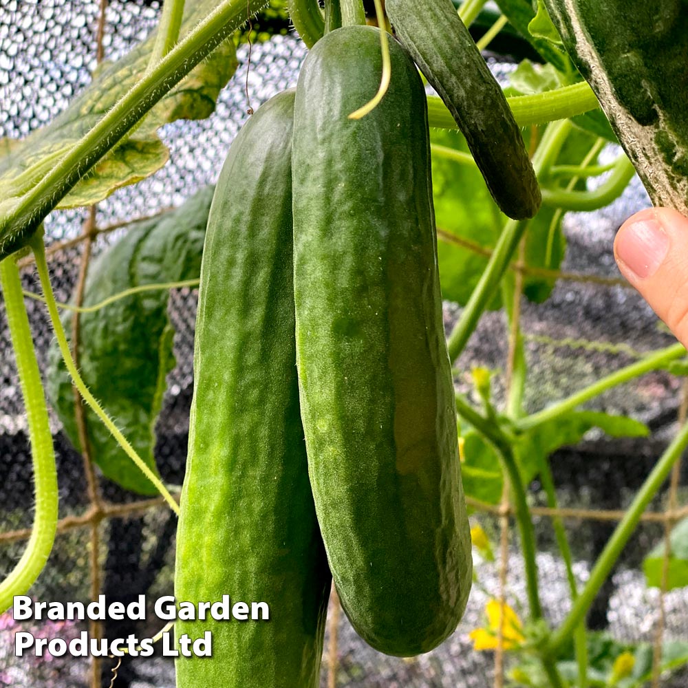 Cucumber 'Socrates' (Grafted)