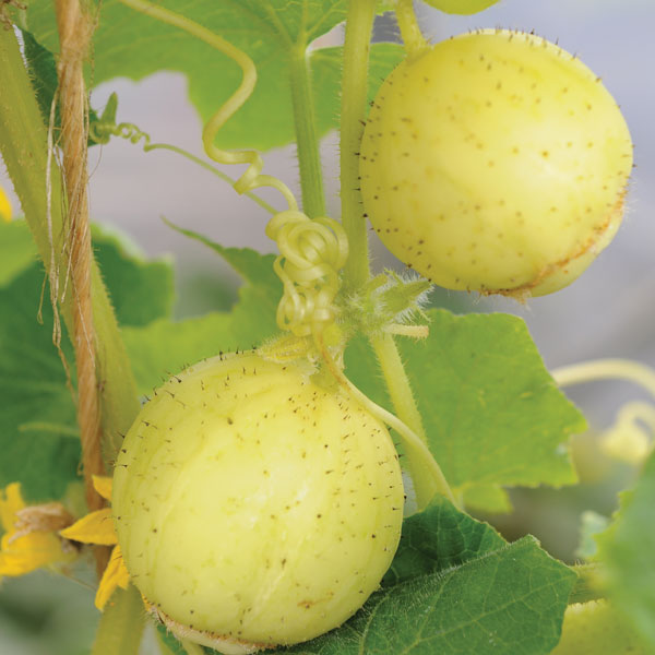 Cucumber 'Crystal Apple'