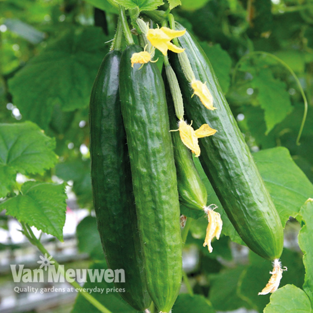 Cucumber 'Femspot' F1 Hybrid