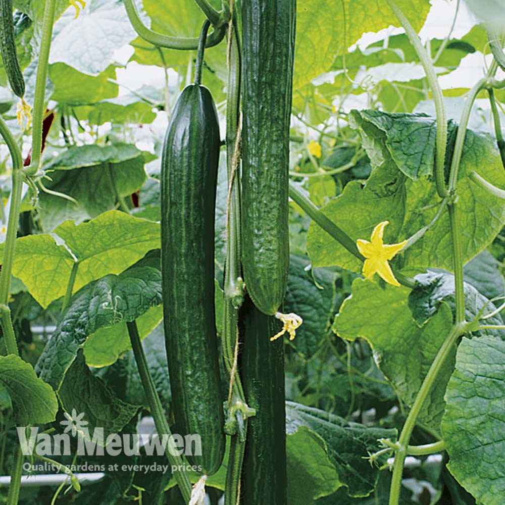 Cucumber 'Dominica' F1 Hybrid