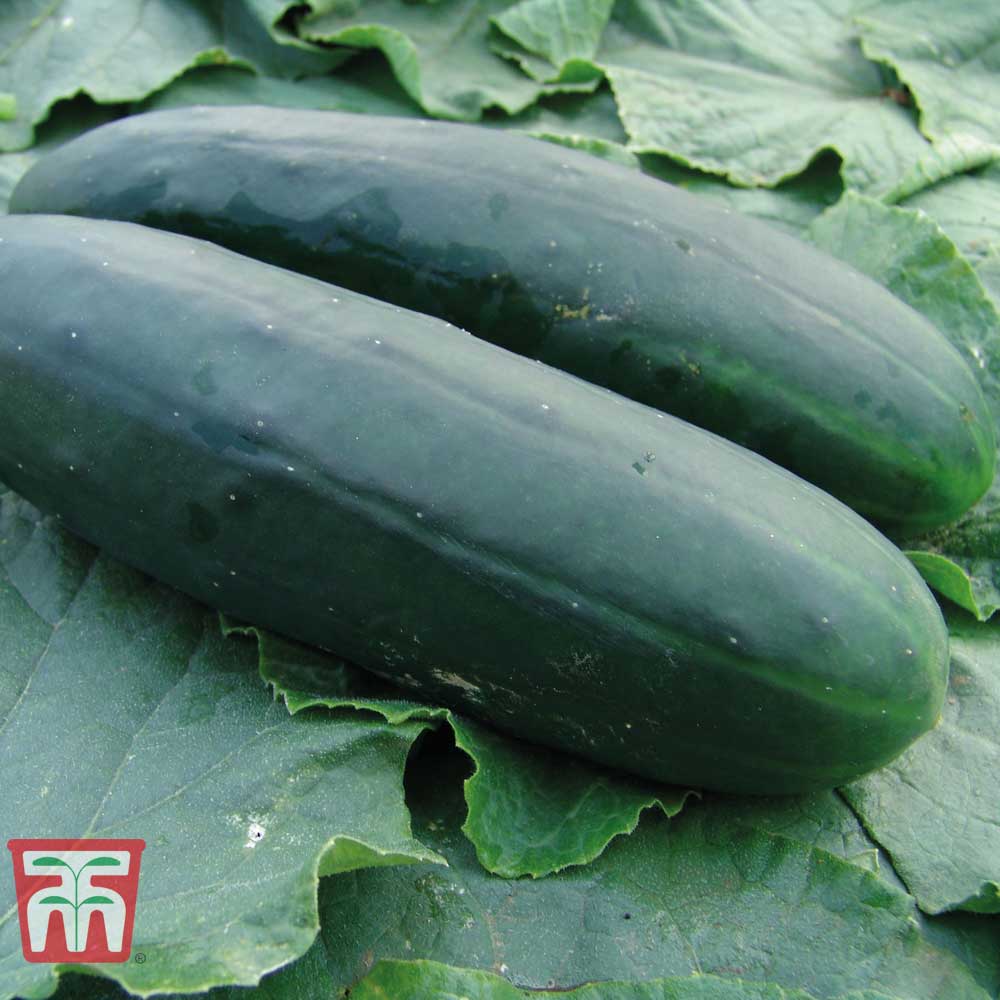 Cucumber 'Obelix' F1 Hybrid