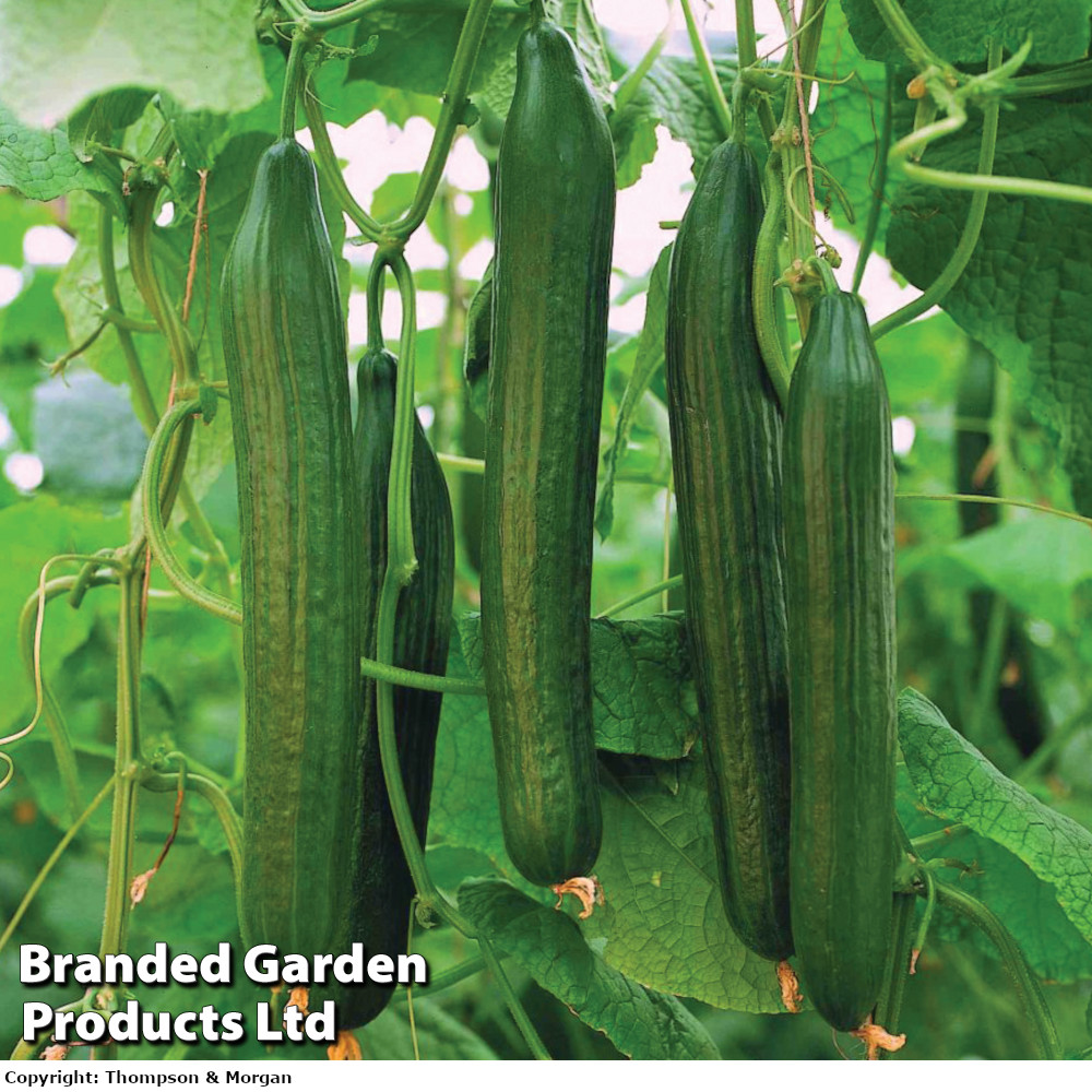 Cucumber 'Carmen' F1 Hybrid Grafted