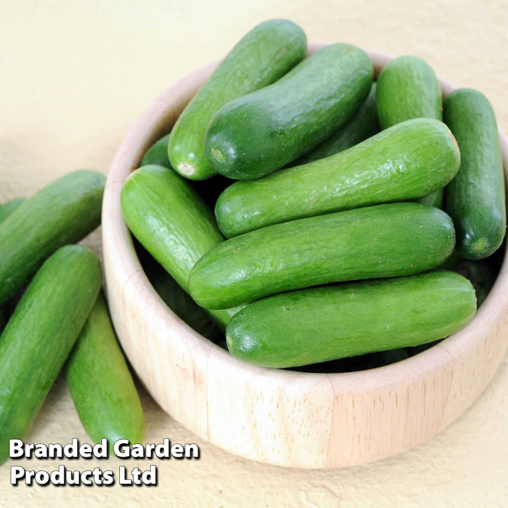 Cucumber 'Green Fingers' F1 Hybrid