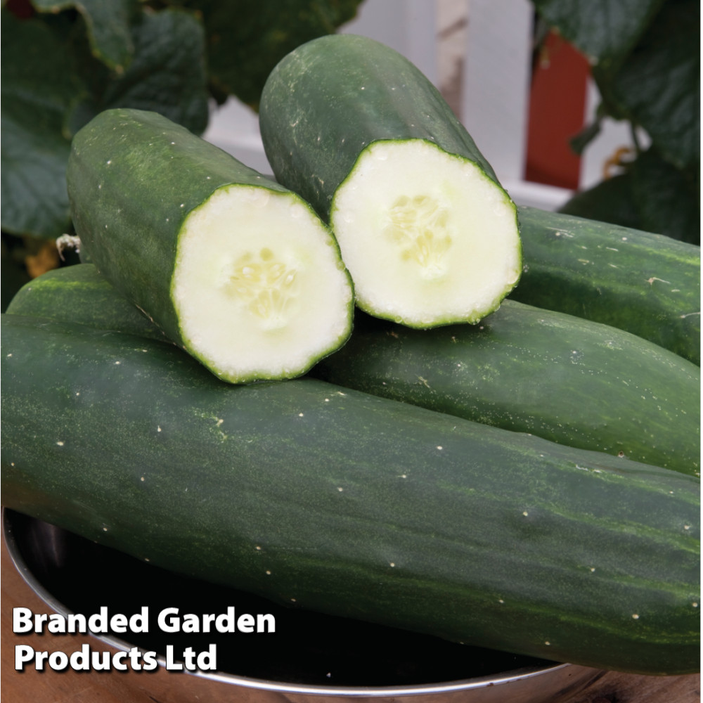 Cucumber 'Peticue'