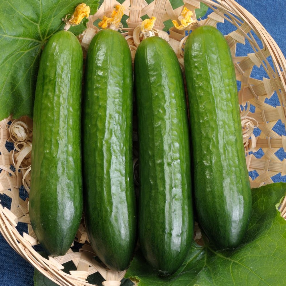 Cucumber 'Merlin'