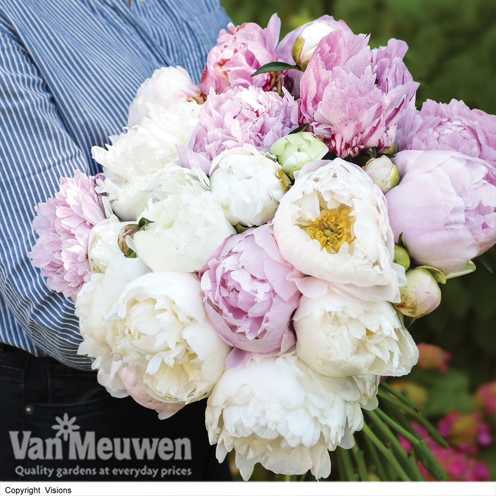 Peony 'Scented Bouquet Mix?