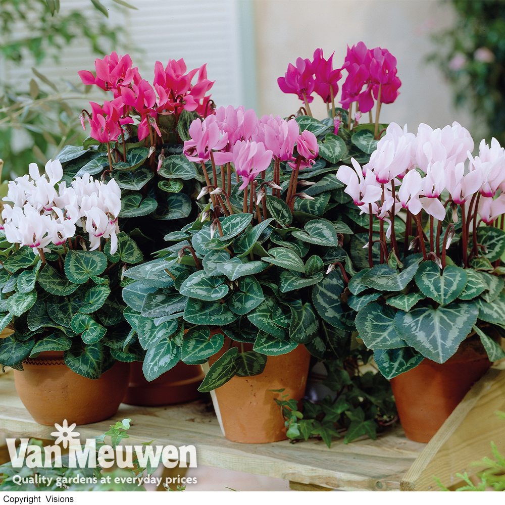 Cyclamen persicum Metis Series