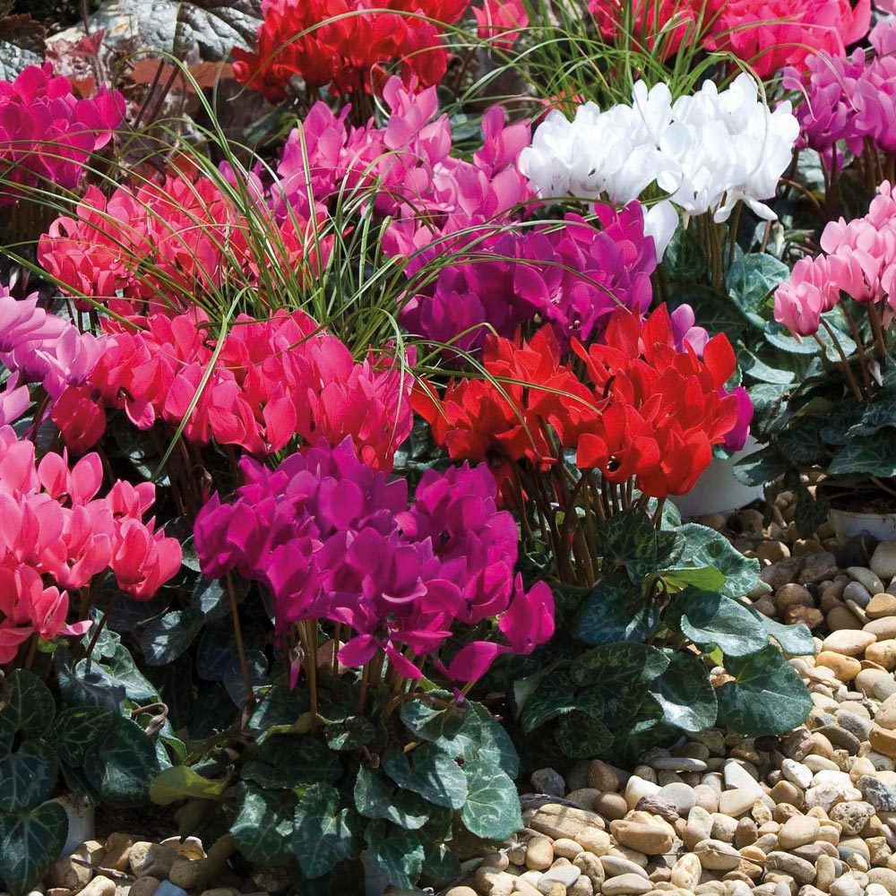 Cyclamen 'Smartiz Mix' (Garden Ready)