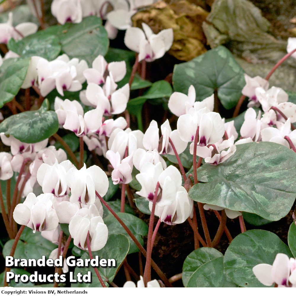 Cyclamen coum subsp. coum f. pallidum 'Album'