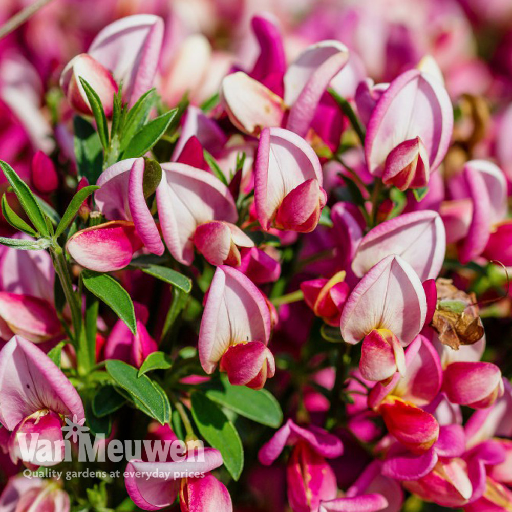 Cytisus 'Hollandia'