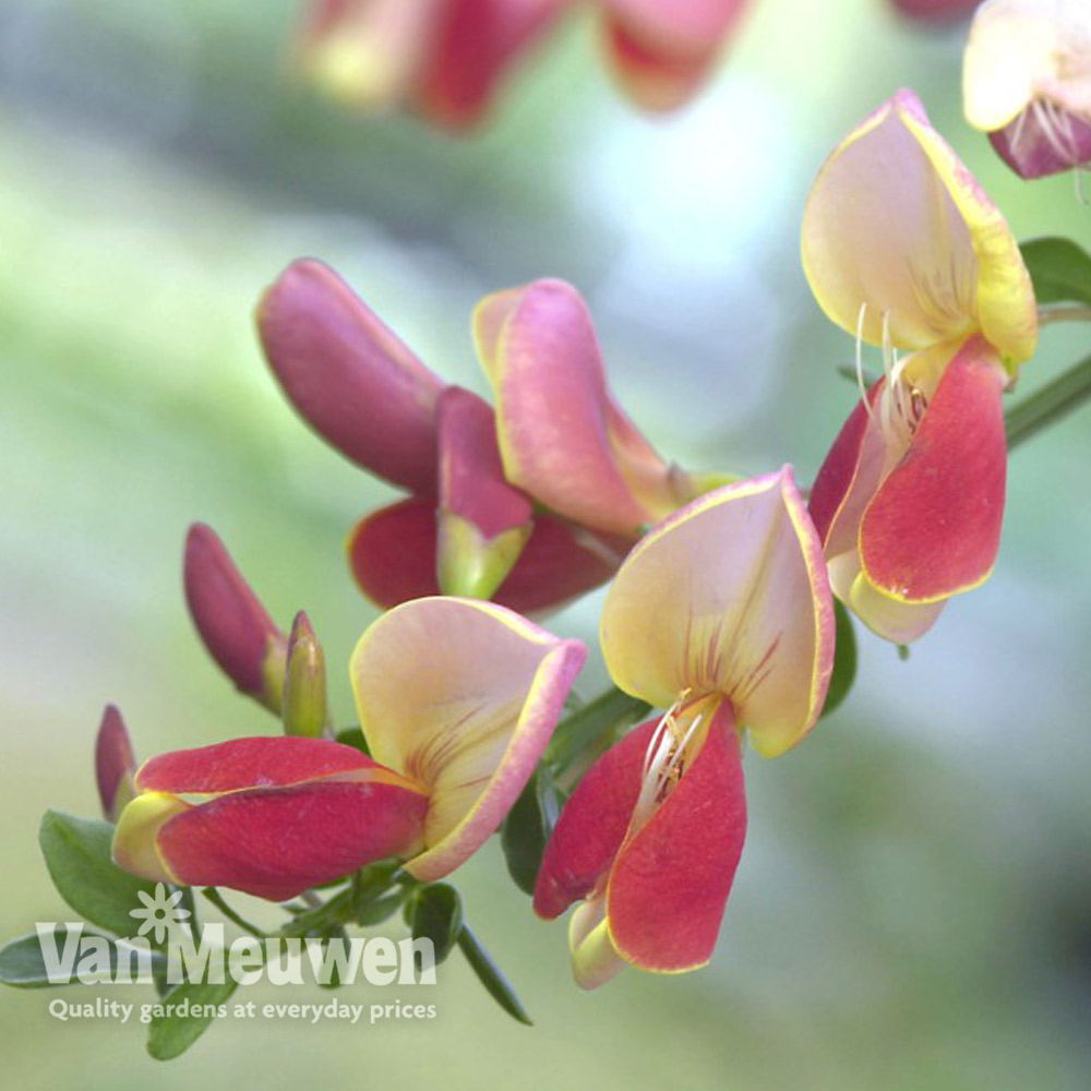 Cytisus 'Zeelandia'