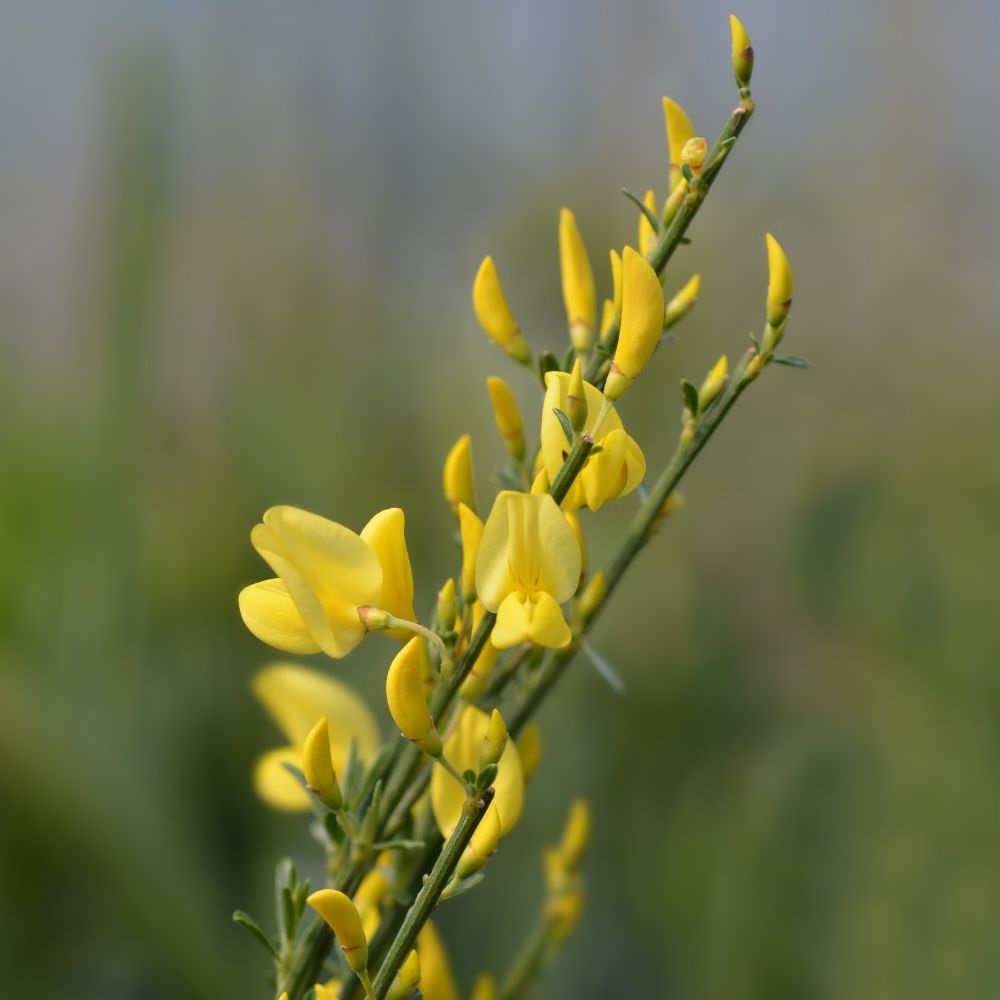 Cytisus x praecox 'Allgold'