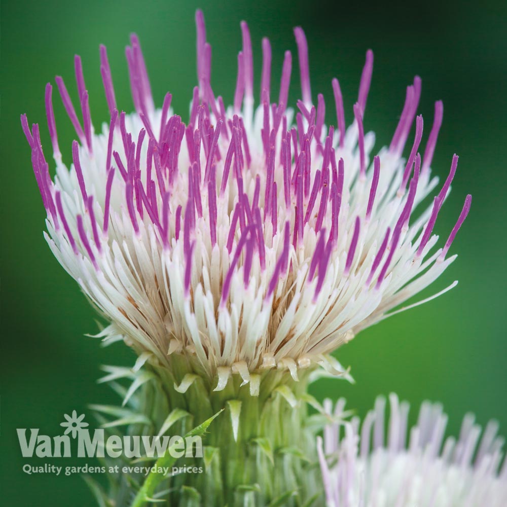 Cirsium 'Pink Blush'