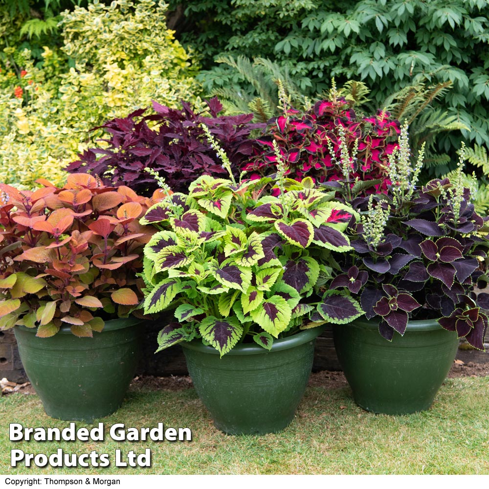 Coleus Collection