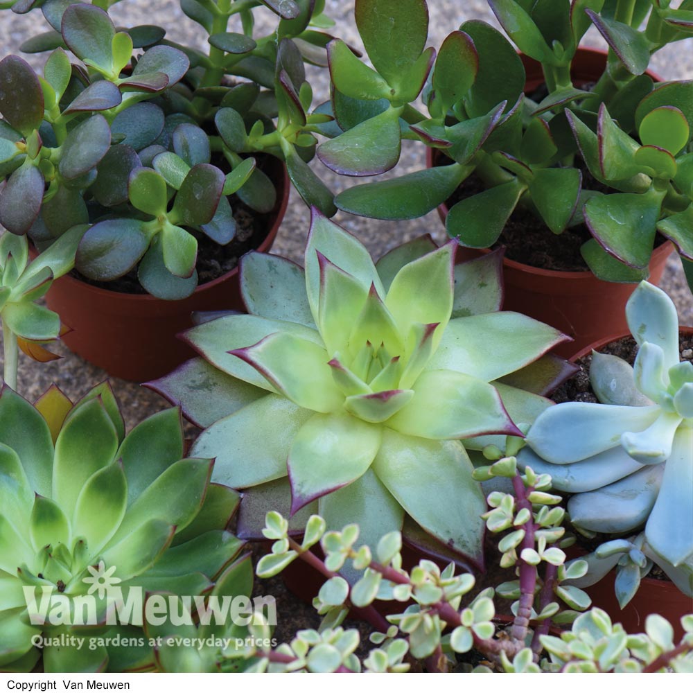 Succulents Crassula Mixed