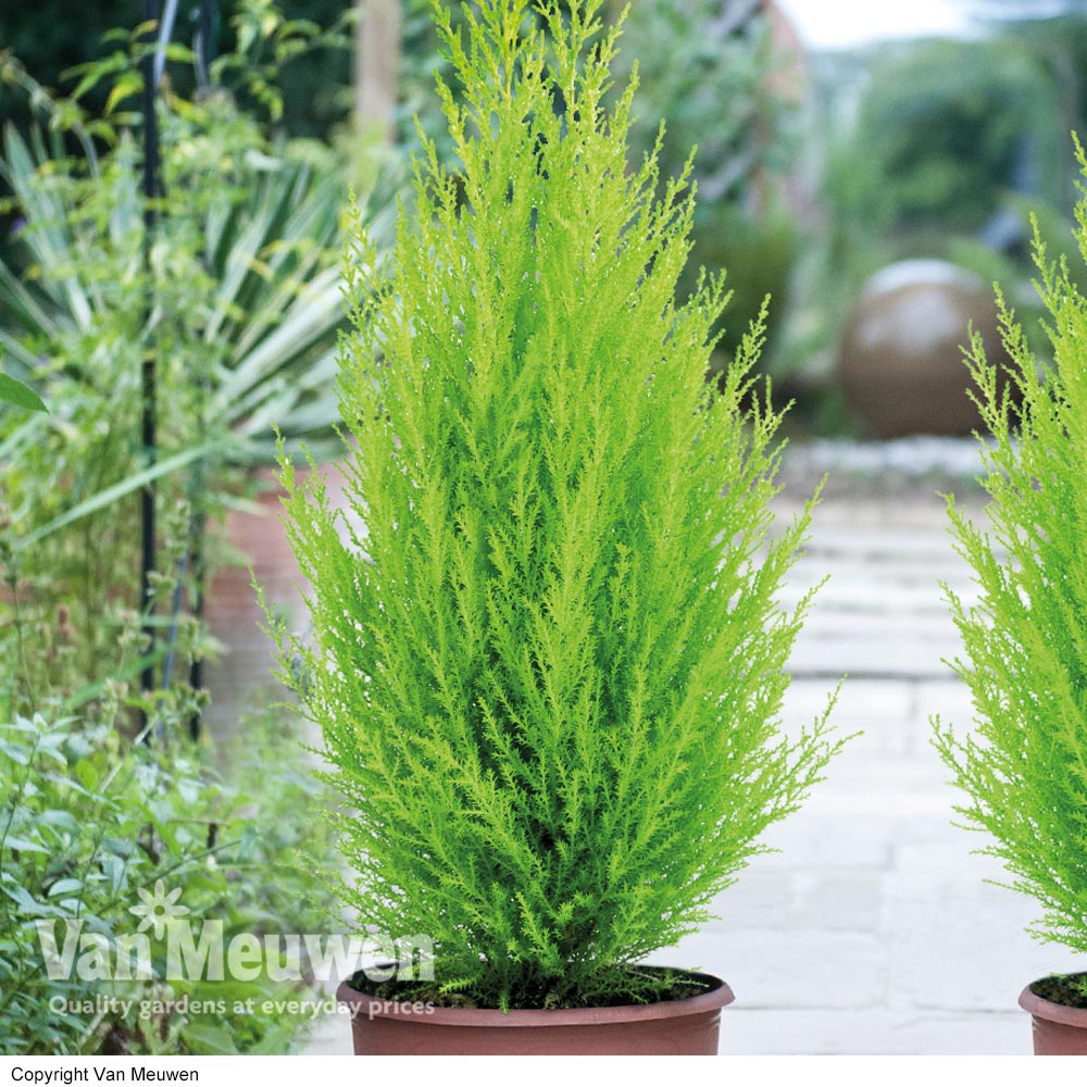 Cypress 'Goldcrest'