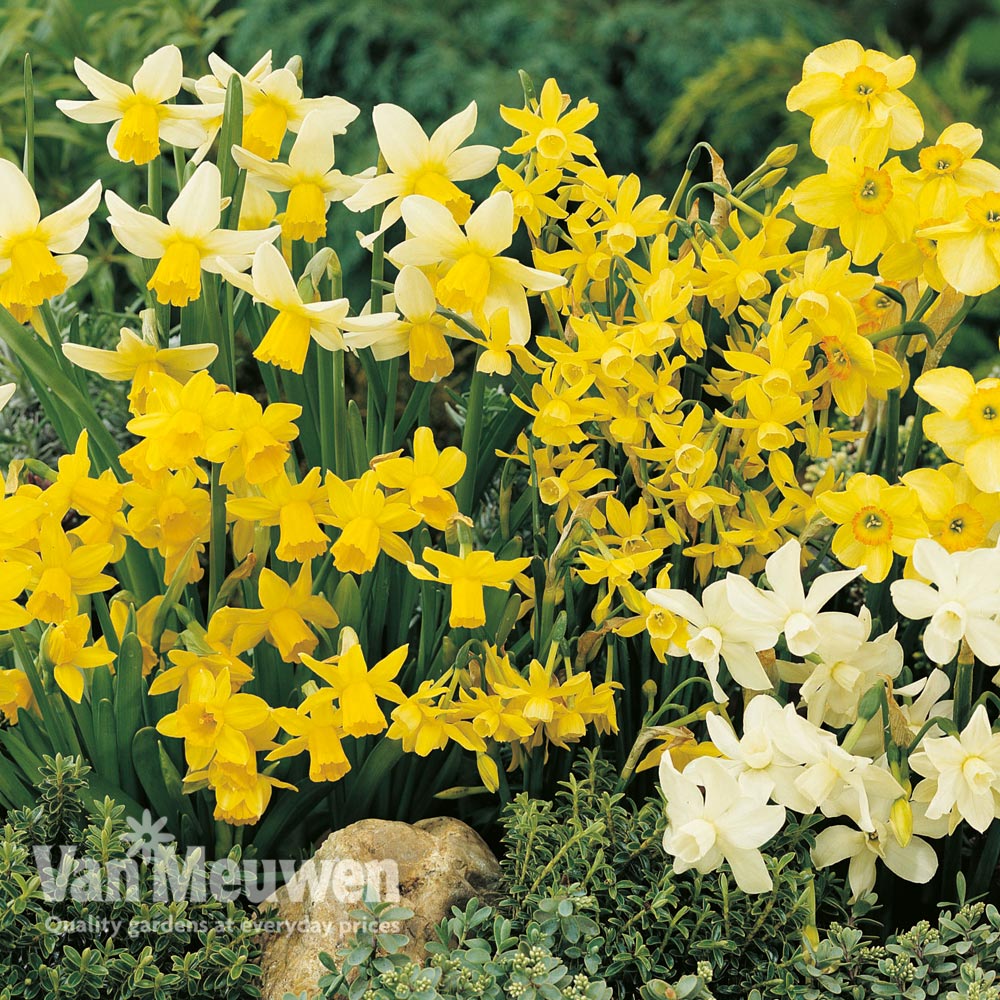 Daffodil 'Miniature Mixed'
