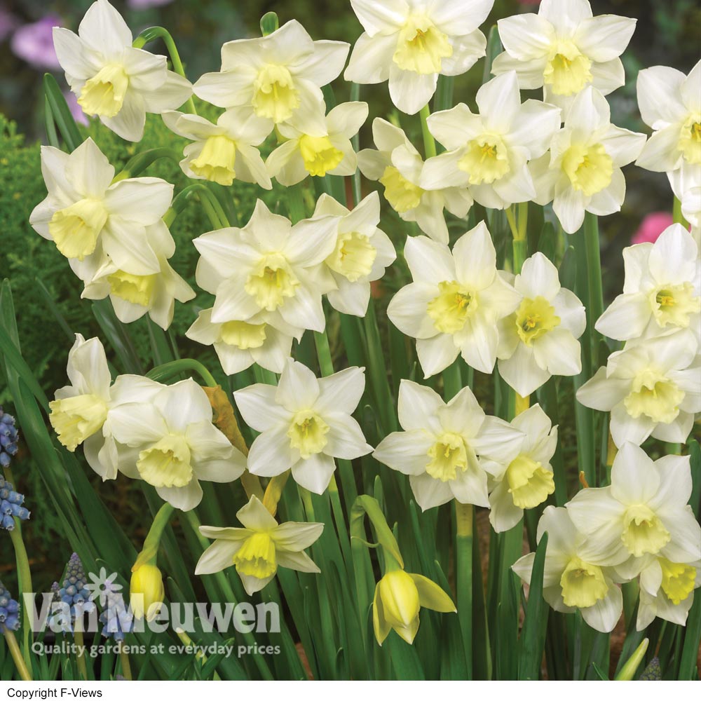 Daffodil jonquilla 'Pueblo'