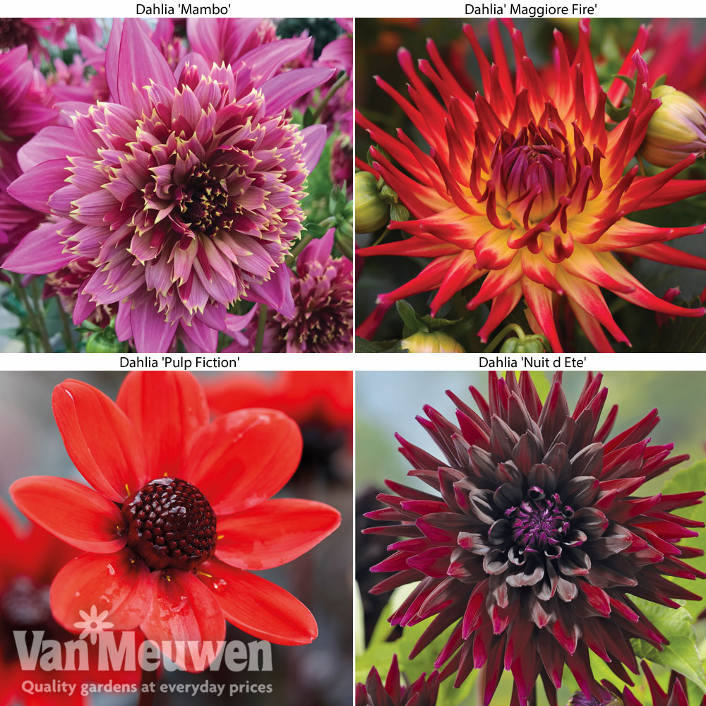 Dahlia 'Rouge Collection'