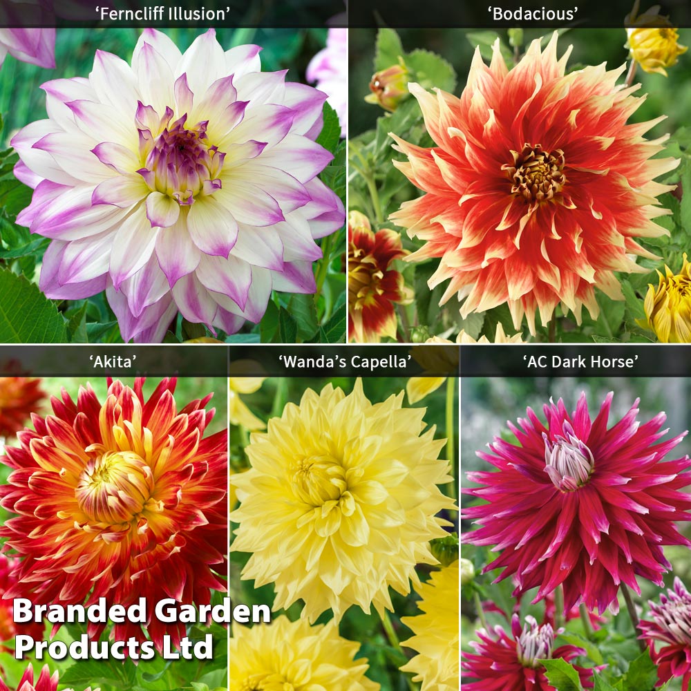 Dahlia 'Dinner Plate' Collection