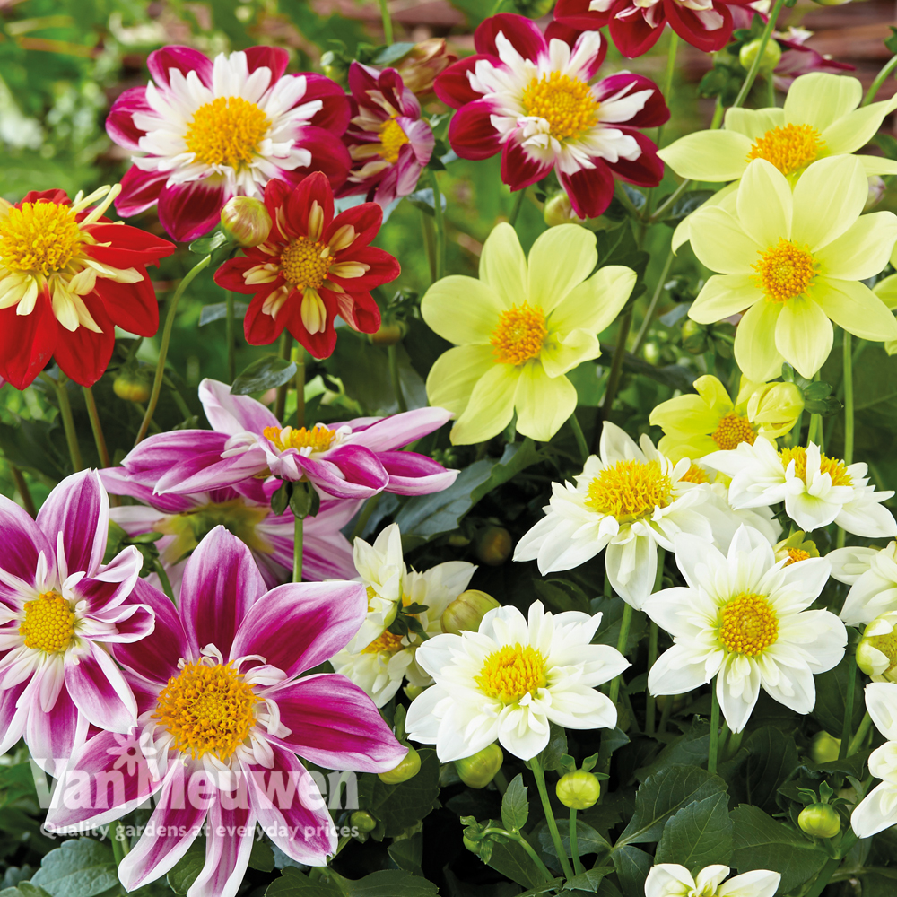 Dahlia 'Harlequin Mixed'