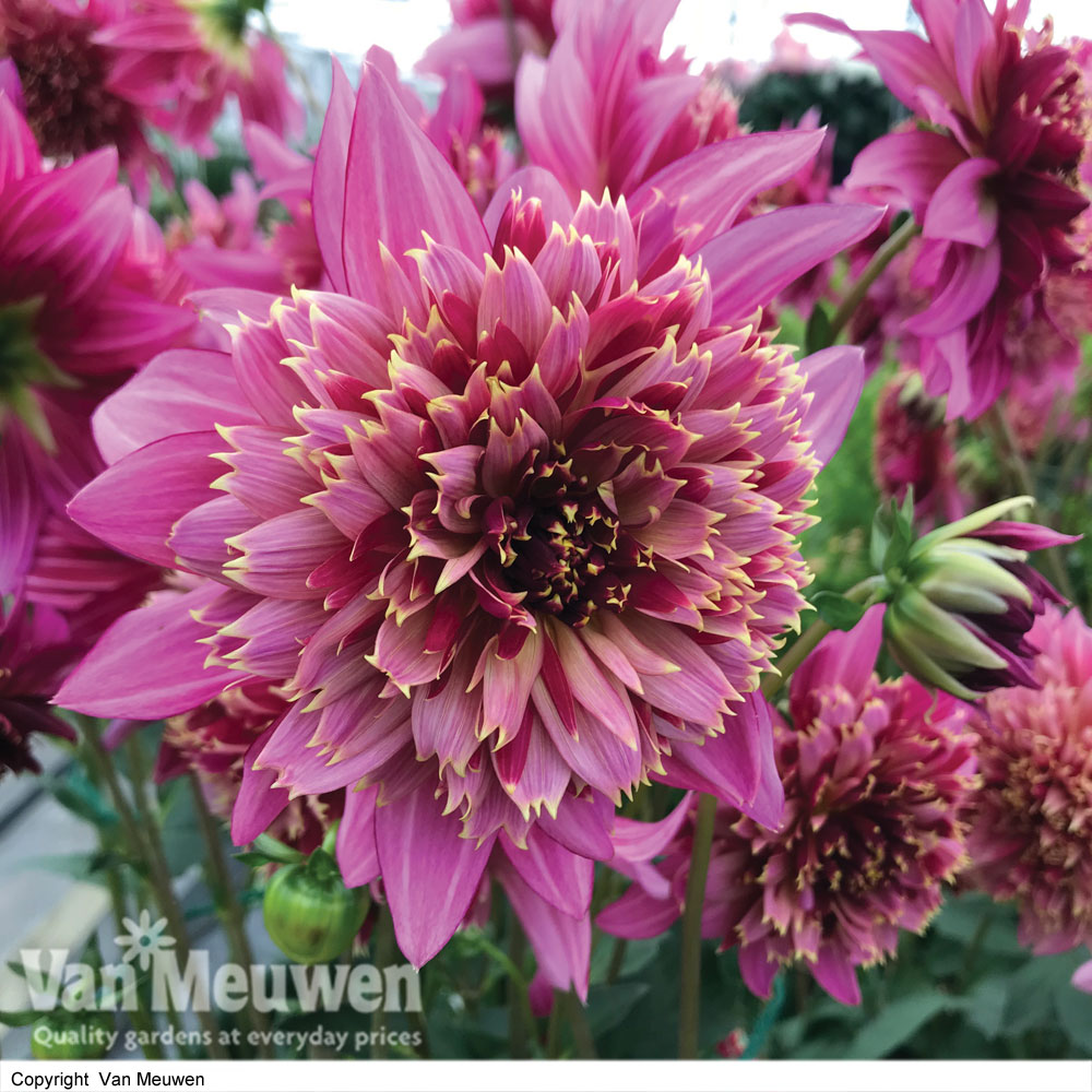 Dahlia 'Mambo'