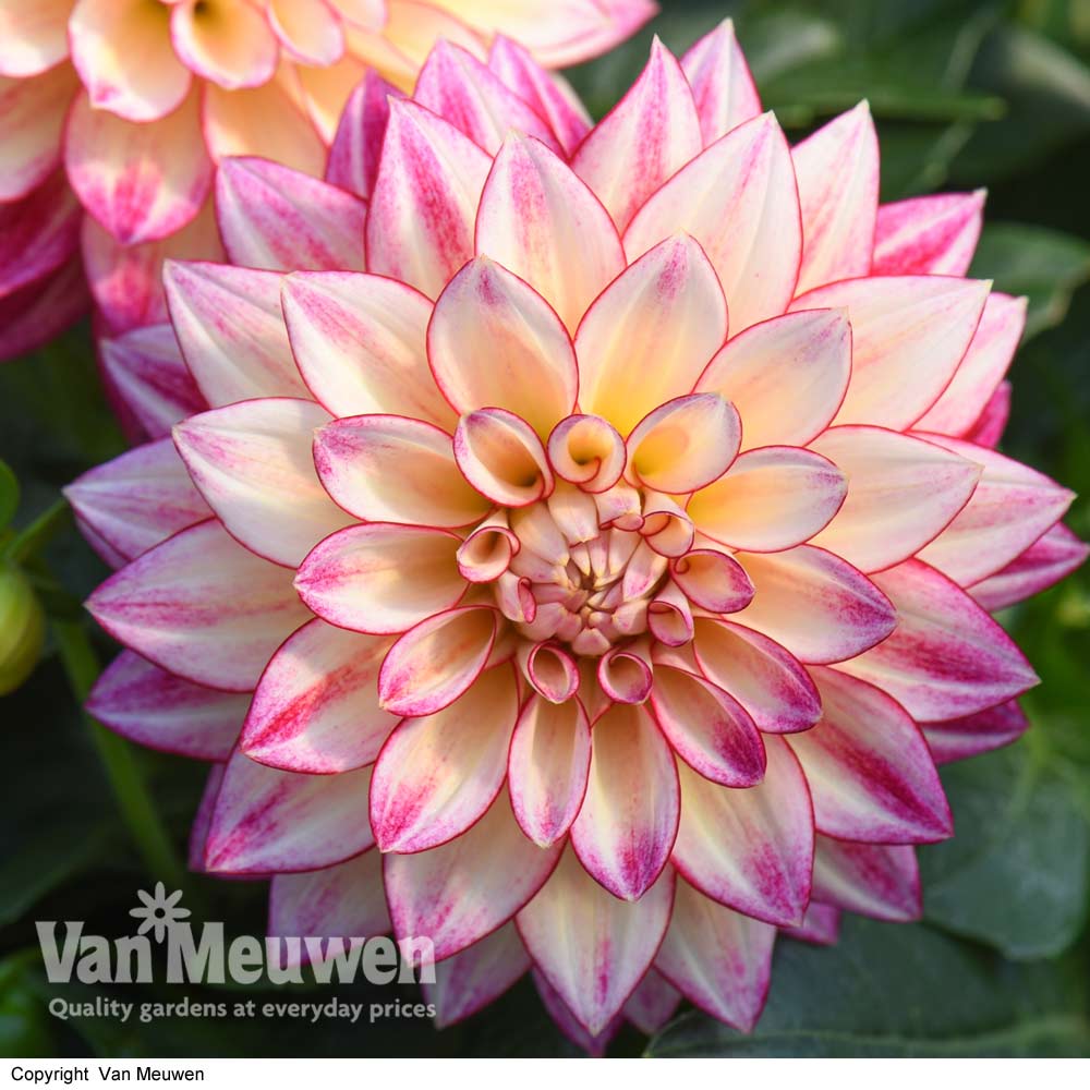 Dahlia 'Tropical Breeze' (Dahlinova Hypnotica Series)