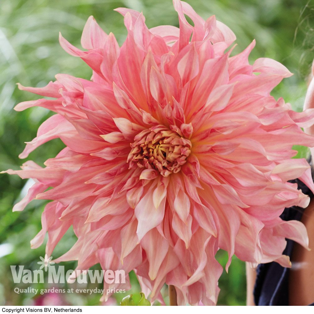 Dahlia 'Penhill Watermelon'