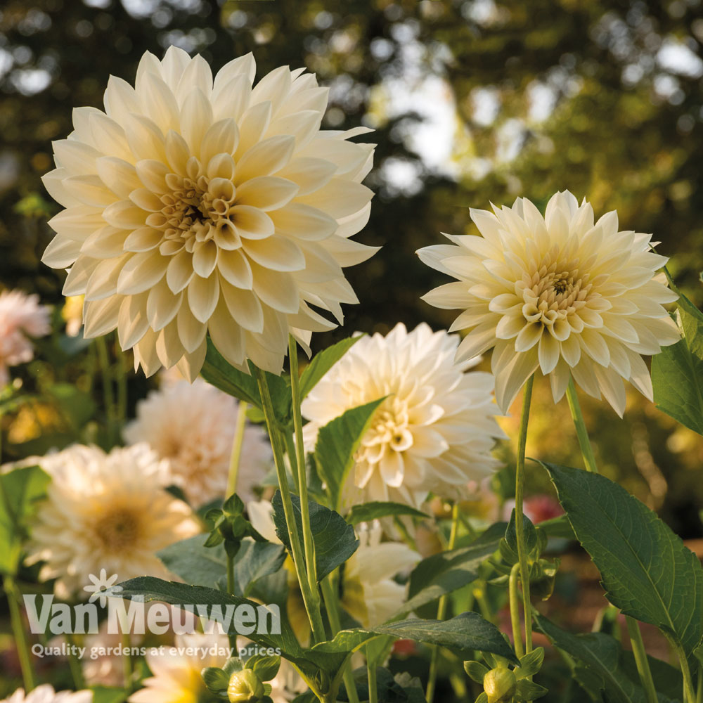 Dahlia 'Caf&eacute; Au Lait'